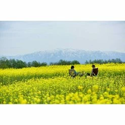 Snow Peak Camping Kit Low Chair 30